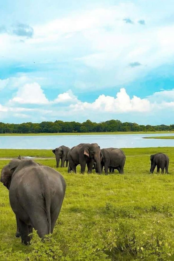 Minneriya National Park Home of the Great Elephant Gathering