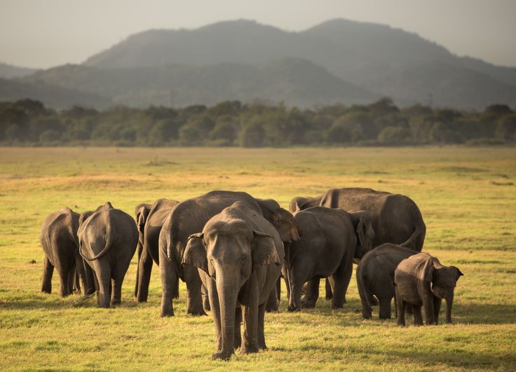 Minneriya National Park Home of the Great Elephant Gathering