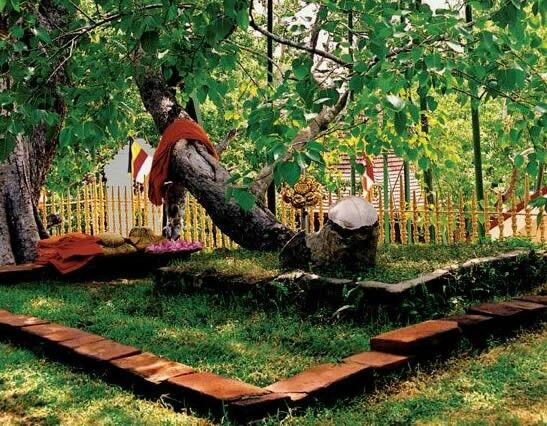 Sri Maha Bodhi Tree The World’s Oldest Sacred Tree