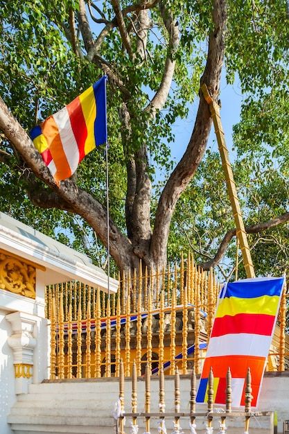 Sri Maha Bodhi Tree The World’s Oldest Sacred Tree