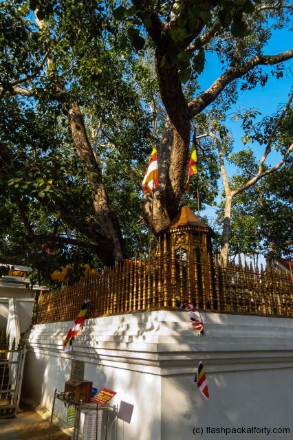 Sri Maha Bodhi Tree The World’s Oldest Sacred Tree