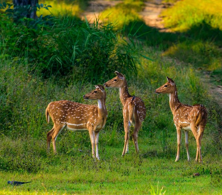 Yala National Park Sri Lanka’s Ultimate Wildlife Adventure