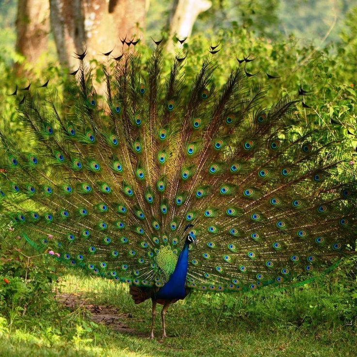 Yala National Park Sri Lanka’s Ultimate Wildlife Adventure