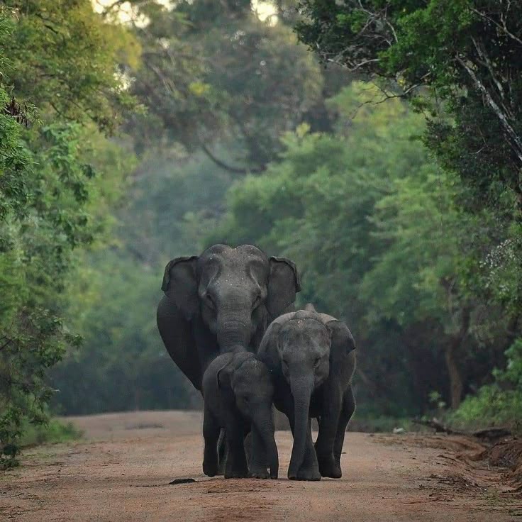 Yala National Park Sri Lanka’s Ultimate Wildlife Adventure