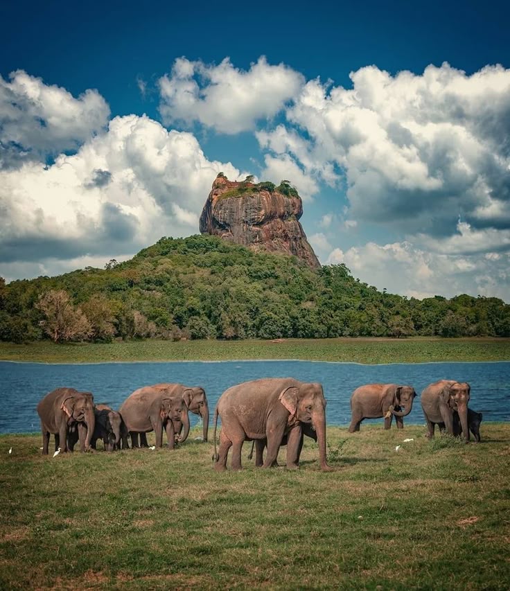 Sigiriya Rock Fortress  The Ancient Lion Rock of Sri Lanka