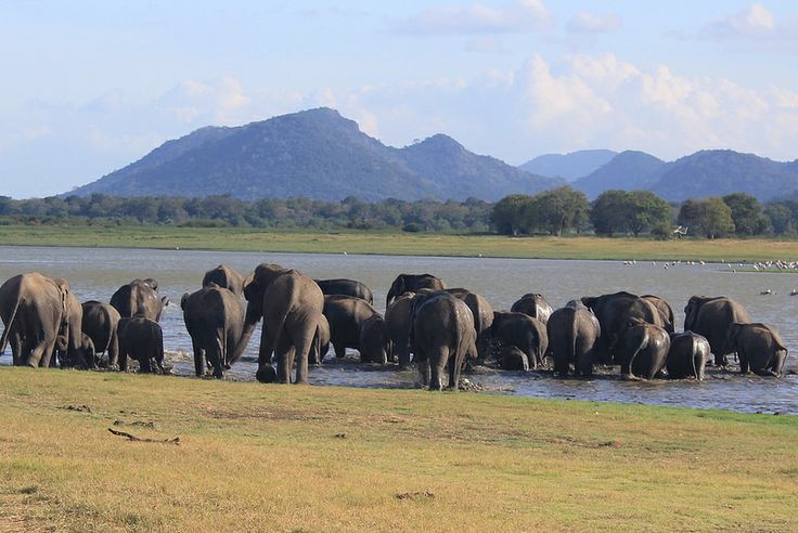 Minneriya National Park  Home of the Great Elephant Gathering