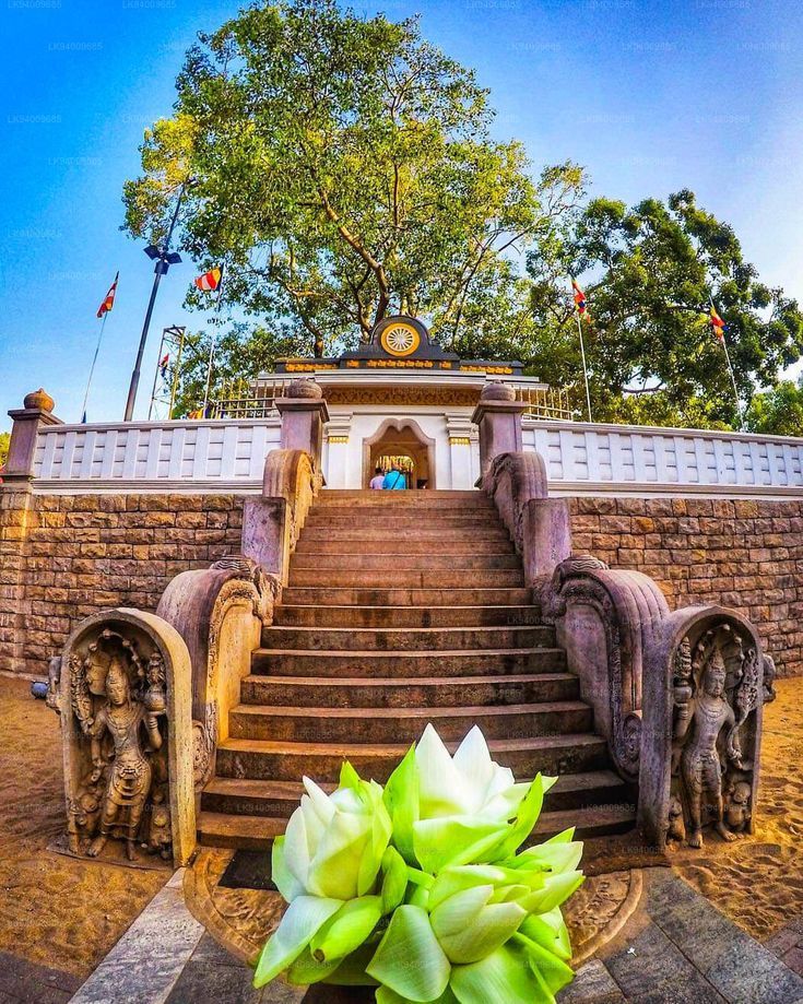 Sri Maha Bodhi Tree  The World’s Oldest Sacred Tree
