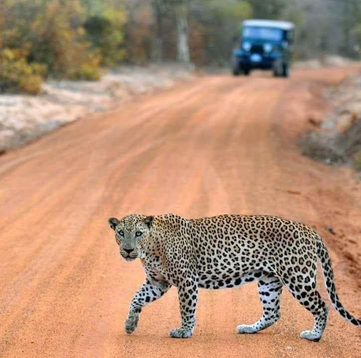 Yala National Park  Sri Lanka’s Ultimate Wildlife Adventure