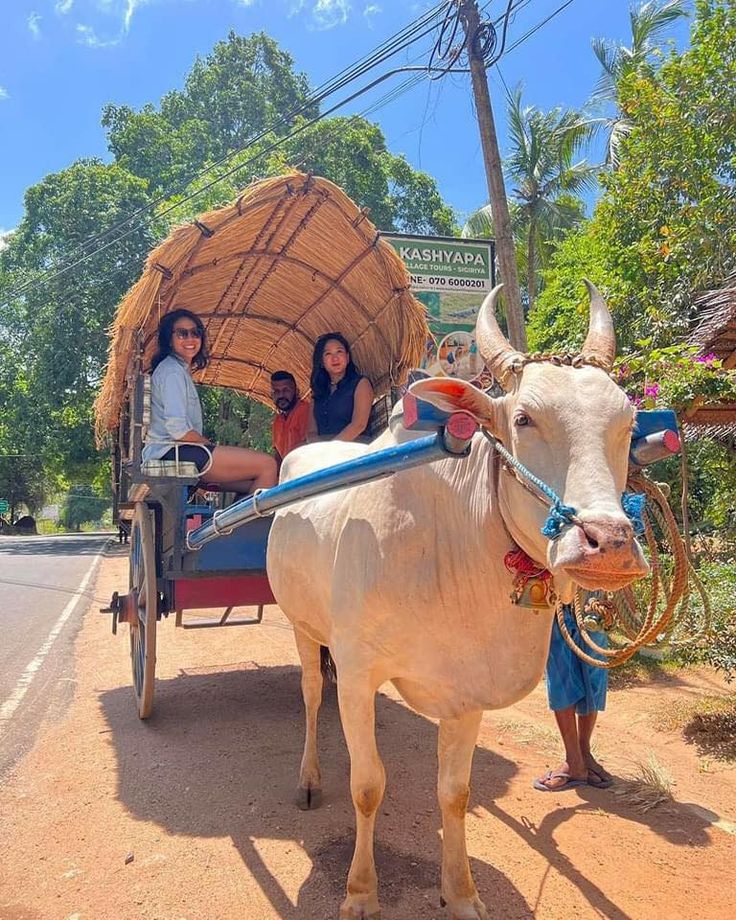 Tea Trails, Temples & Tropical Shores