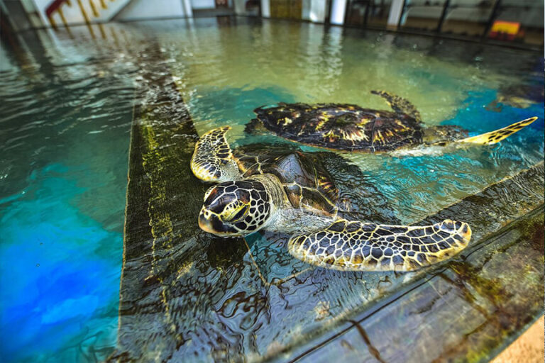 Turtle Hatchery - Mirissa
